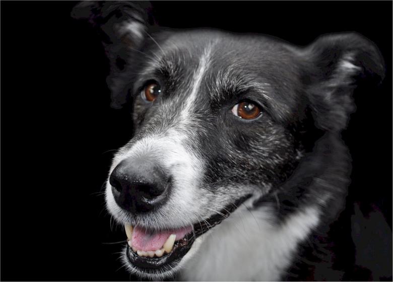 Free stock image of Pet created by Pixabay