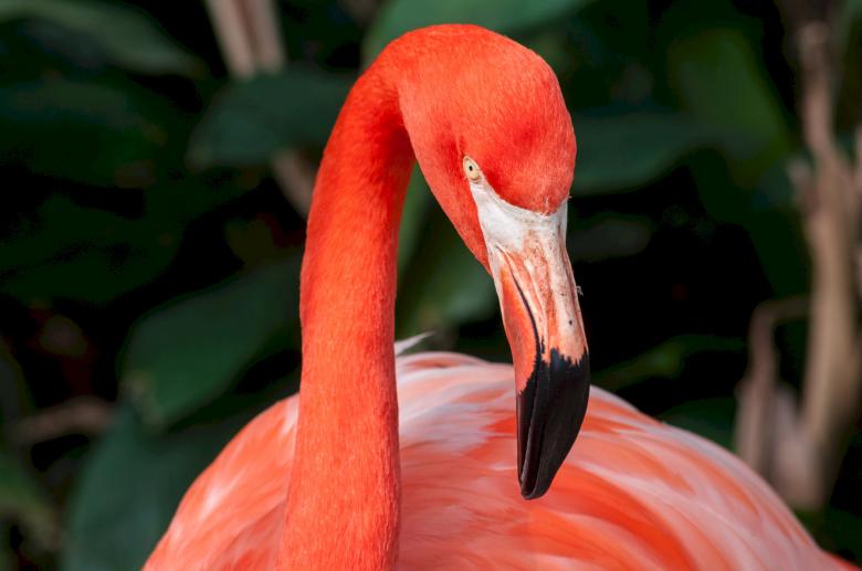 Free stock image of Red Flamingo created by Pixabay
