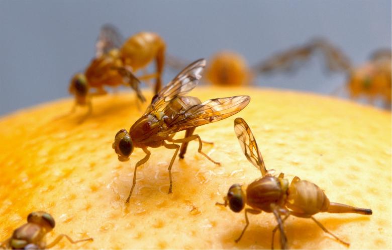 Free stock image of Fruit Flies created by Pixabay
