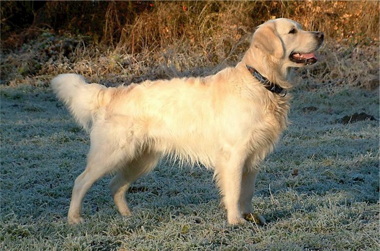 Free stock image of Golden Retriever created by Pixabay