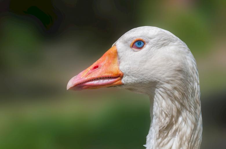 Free stock image of Goose  created by Pixabay