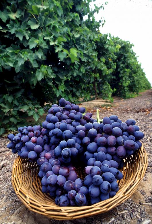 Free stock image of Purple Grapes created by Pixabay