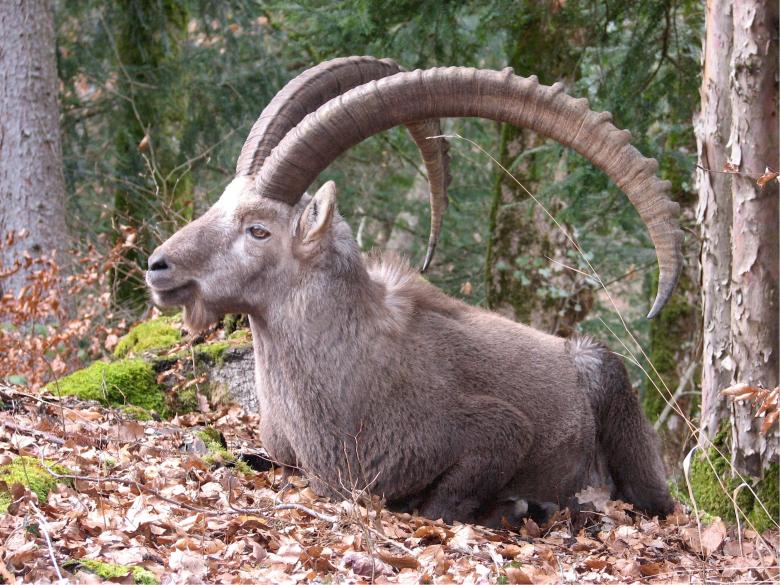 Free stock image of Ibex created by Pixabay