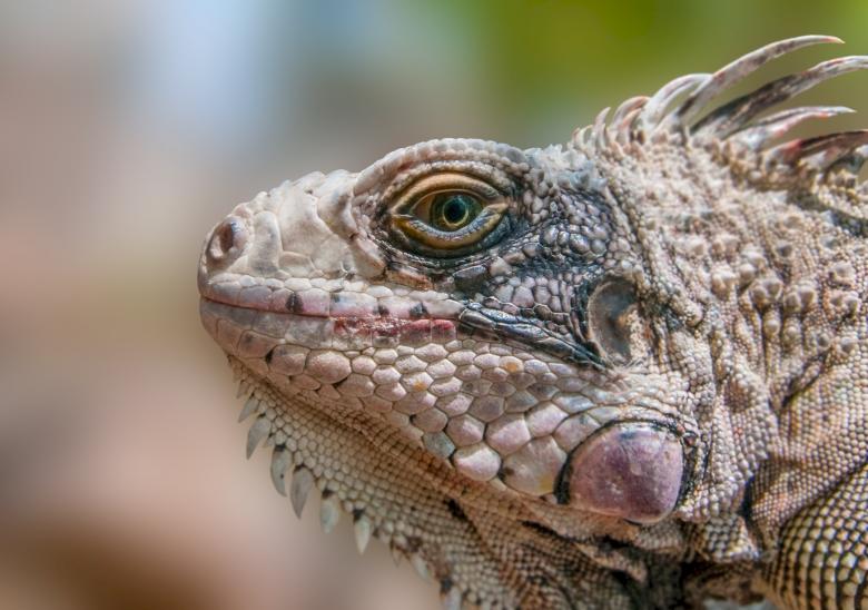 Free stock image of Iguana Lizard created by Pixabay