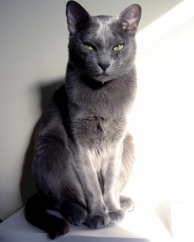 Free stock image of Black Korat created by Pixabay