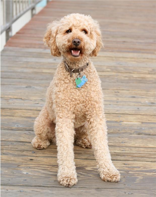 Free stock image of Labradoodle created by Pixabay