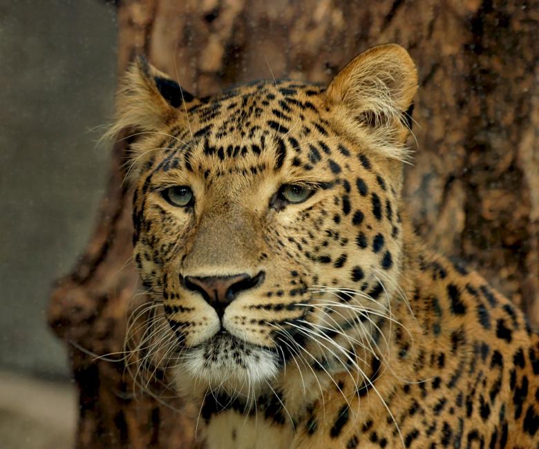 Free stock image of Wild Leopard created by Pixabay