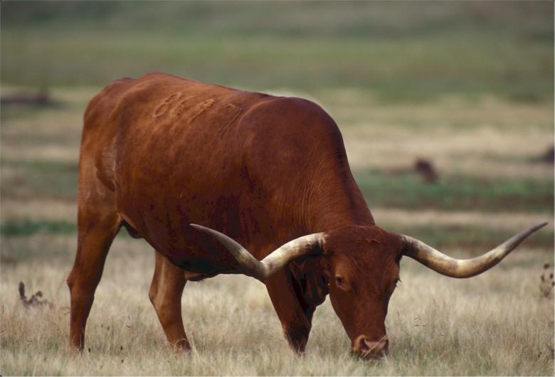 Free stock image of Long Horn created by Pixabay