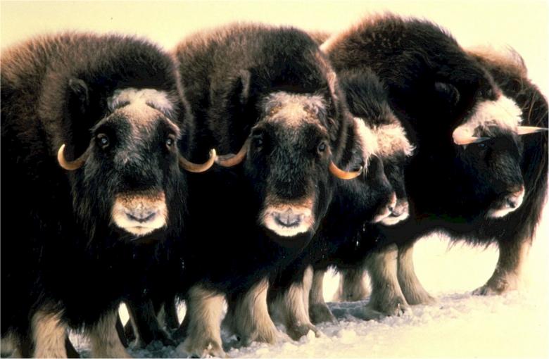 Free stock image of Musk Oxen created by Pixabay