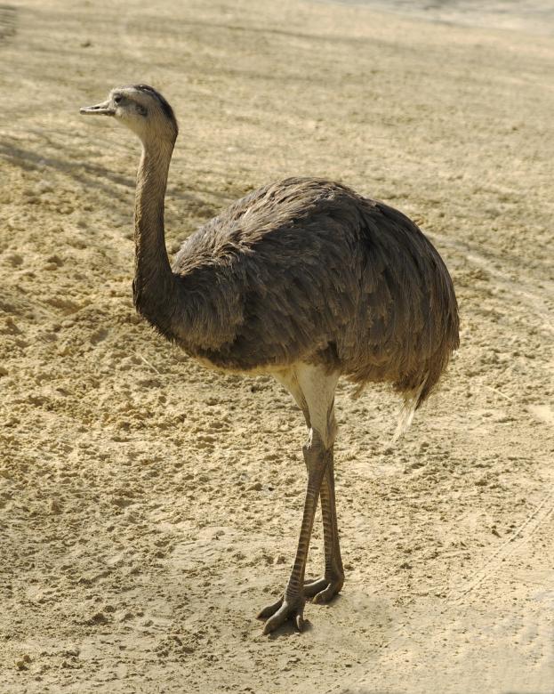 Free stock image of Nandu Bird created by Pixabay