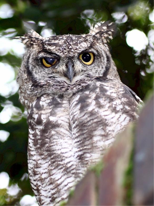 Free stock image of Owl Stare created by Pixabay