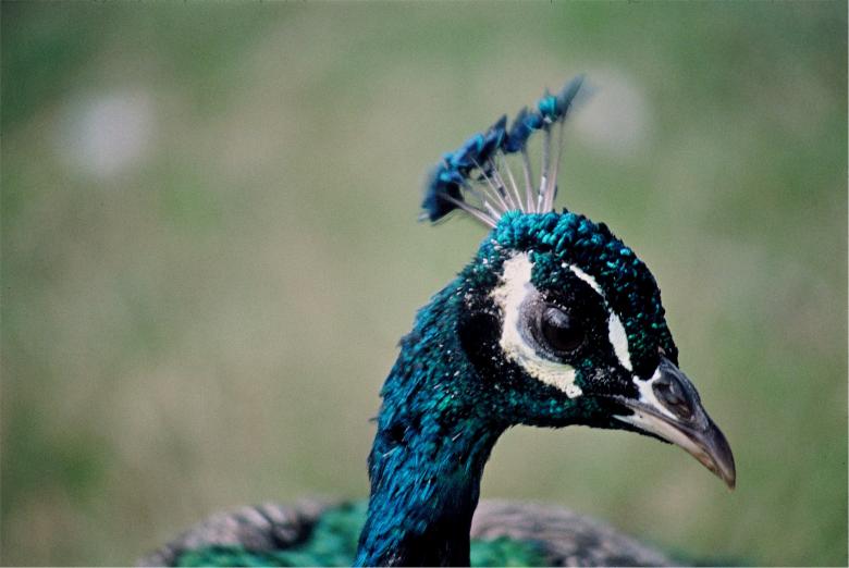 Free stock image of Peacock Closeup created by Pixabay
