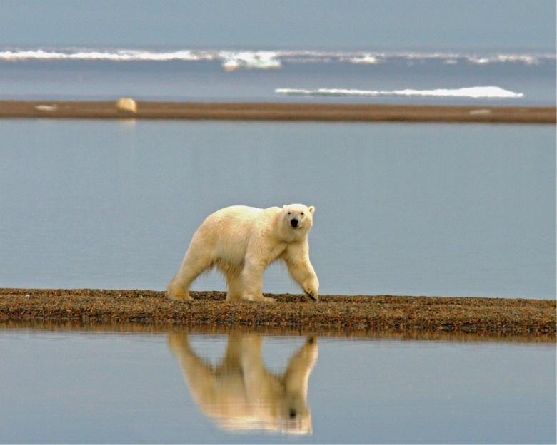 Free stock image of Giant Polar Bear created by Pixabay