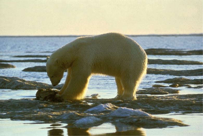 Free stock image of Polar Bear on the Shore created by Pixabay