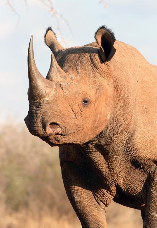 Free stock image of Wild Rhino created by Pixabay