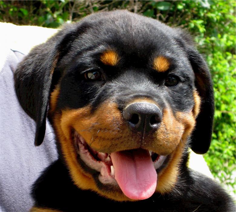 Free stock image of Rottweiler created by Pixabay