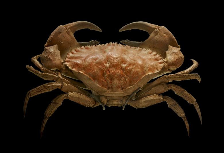 Free stock image of Toothed Rock Crab created by Pixabay