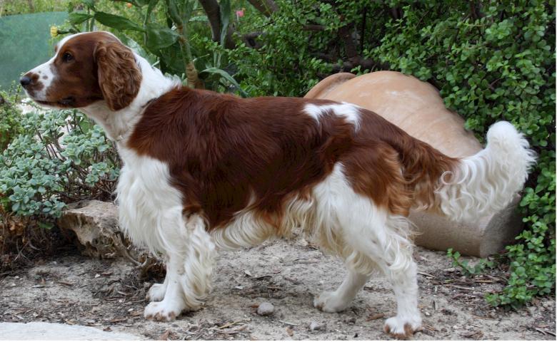 Free stock image of Welsh Springer created by Pixabay