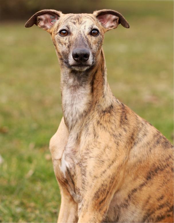 Free stock image of Whippet created by Pixabay