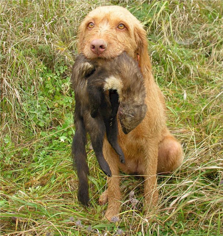 Free stock image of Wirehaired Vizsla created by Pixabay