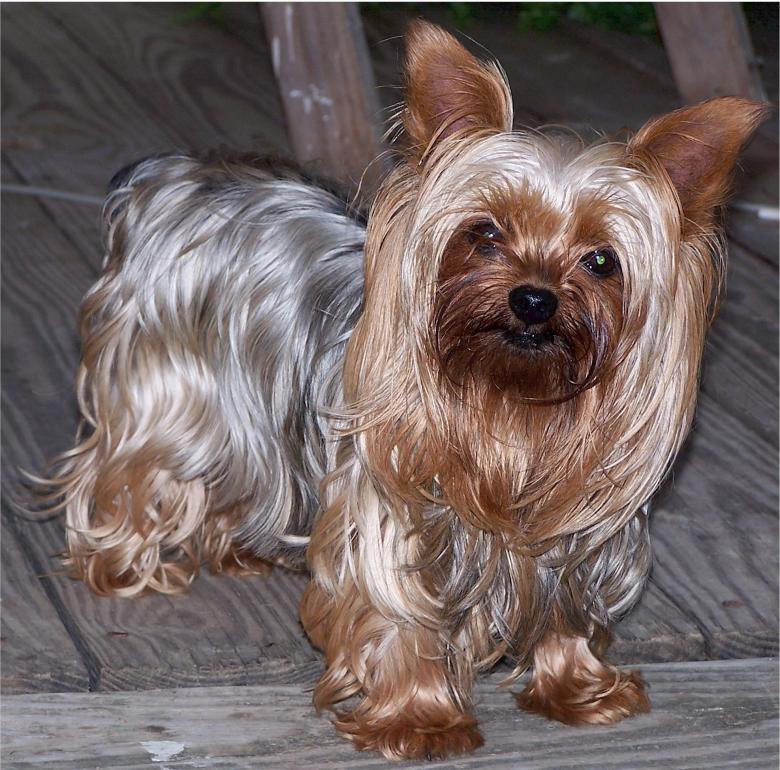 Free stock image of Yorkshire Terrier created by Pixabay
