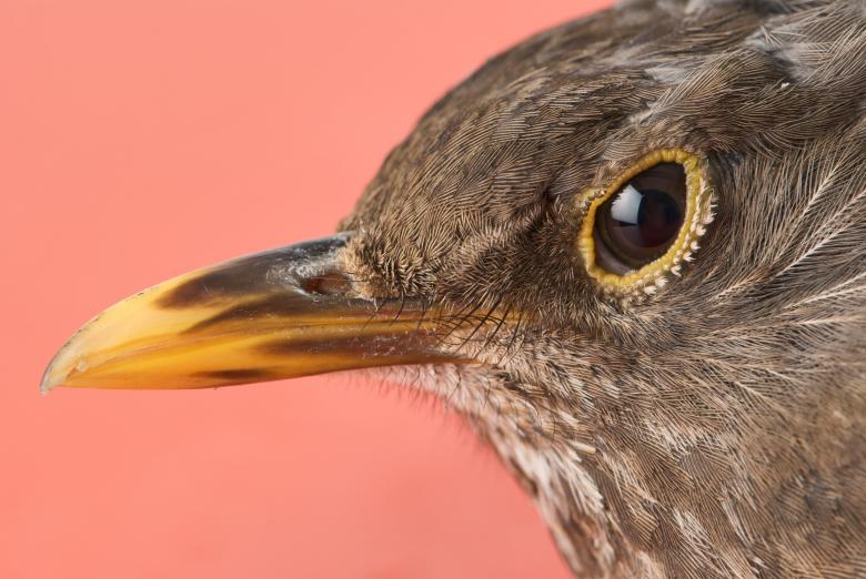 Free stock image of Bird Closeup created by Pixabay