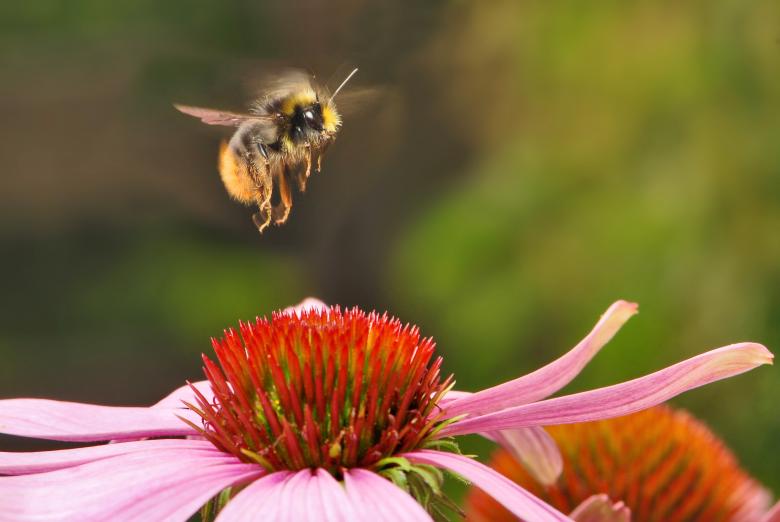 Free stock image of Bumblebee on the Flower created by Pixabay