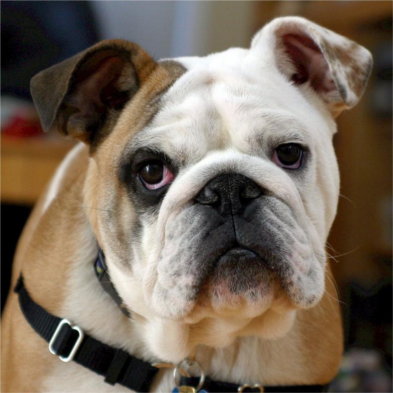 Free stock image of English Bulldog created by Pixabay