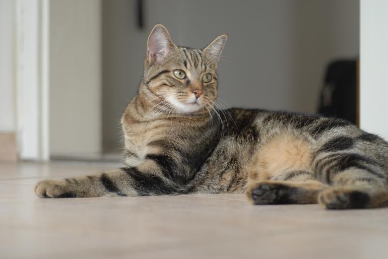 Free stock image of European Cat created by Pixabay