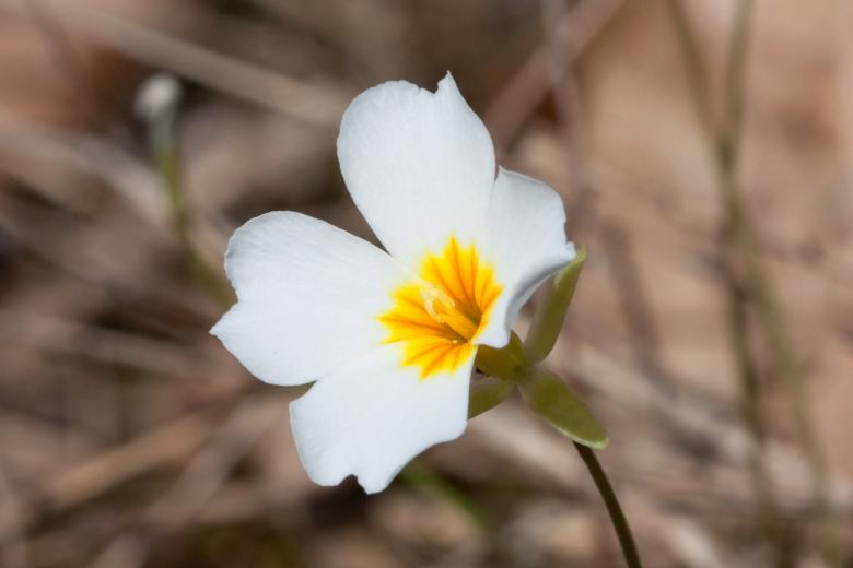 Free stock image of Blooming created by Pixabay