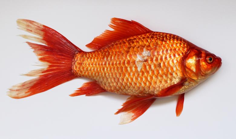 Free stock image of Gold Fish created by Pixabay