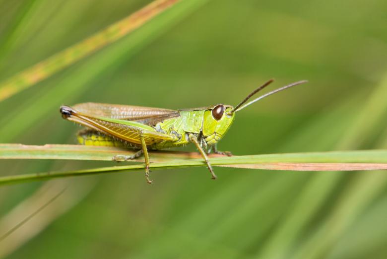 Free stock image of Grasshopper created by Pixabay