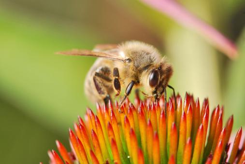 Honey Bee - Free Stock Photo