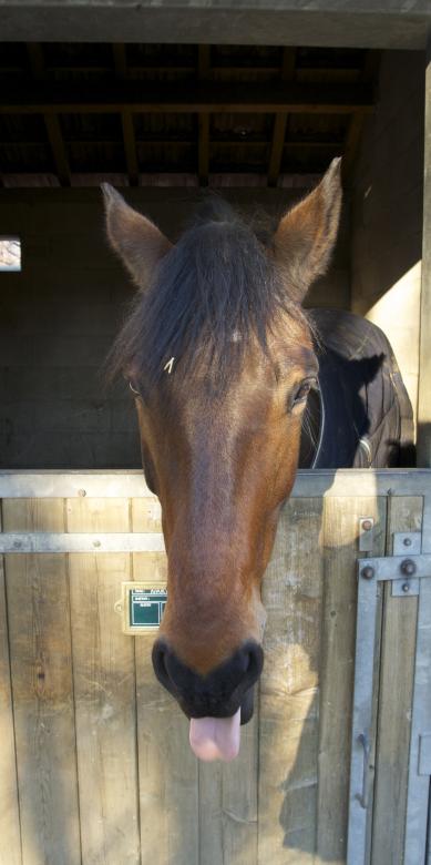 Free stock image of Horse in the Stable created by Pixabay