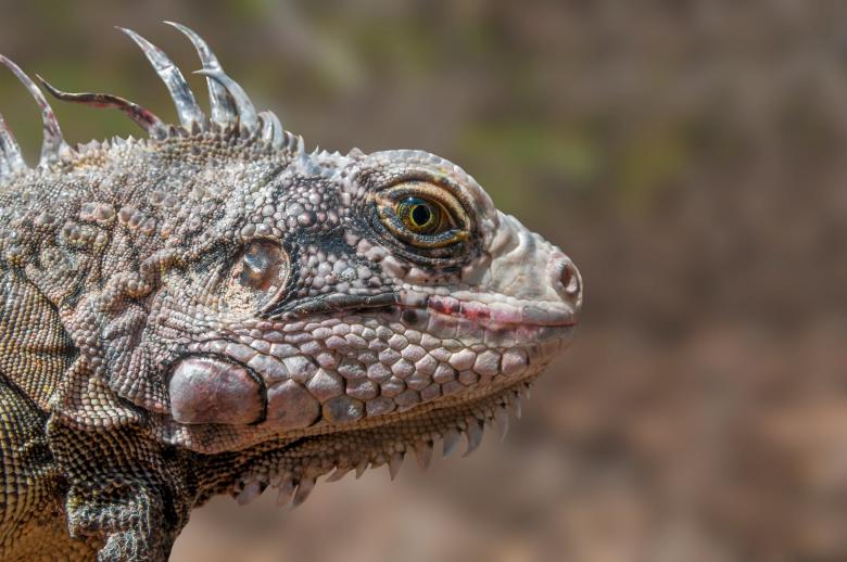 Free stock image of Iguana Lizard created by Pixabay