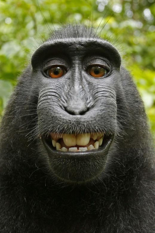 Free stock image of Macaca Nigra created by Pixabay