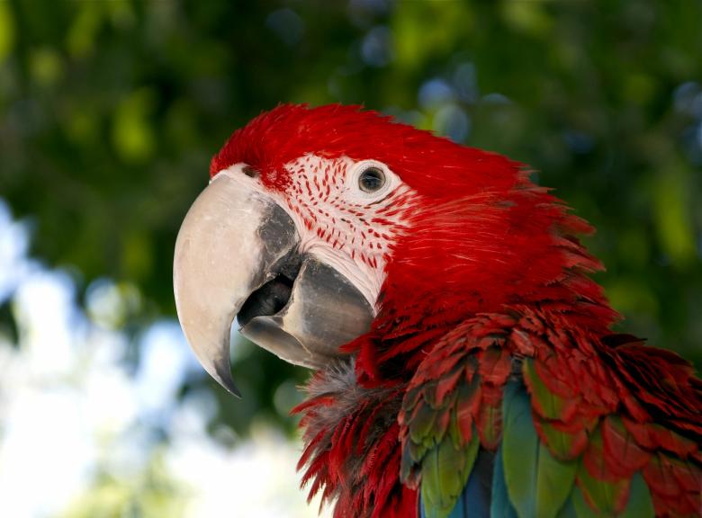 Free stock image of Macaw Closeup created by Pixabay