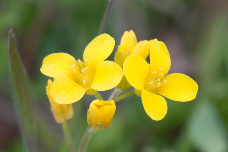 Free stock image of Nashville Mustard created by Pixabay