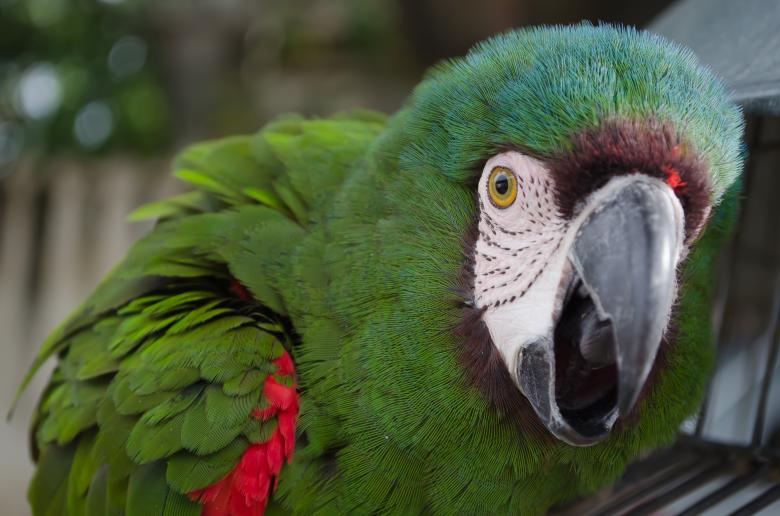 Free stock image of Parrot Closeup created by Pixabay
