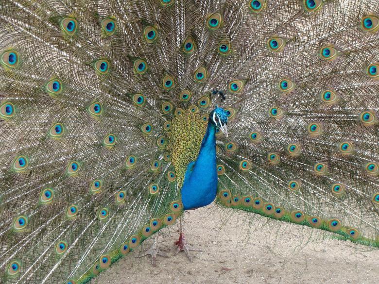 Free stock image of Beautiful Peacock created by Pixabay