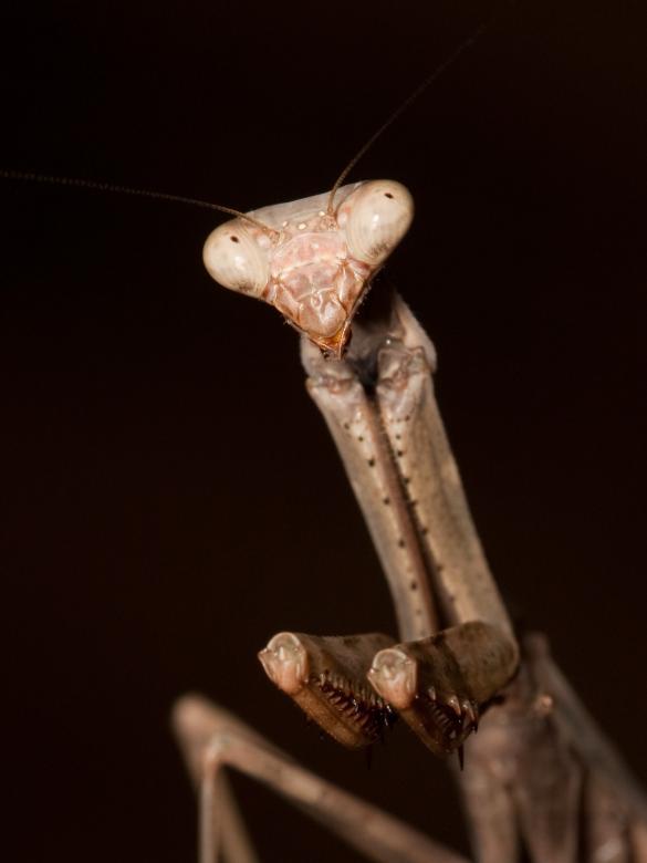 Free stock image of Praying Mantis created by Pixabay