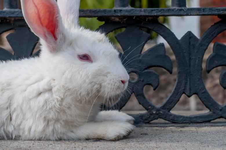 Free stock image of White Rabbit created by Pixabay