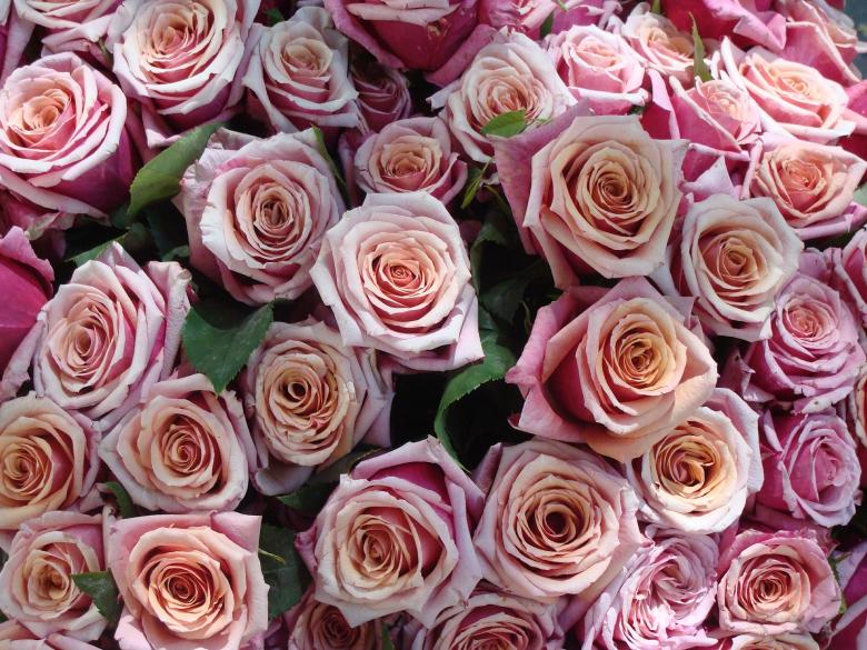 Free stock image of Roses in the Garden created by Pixabay