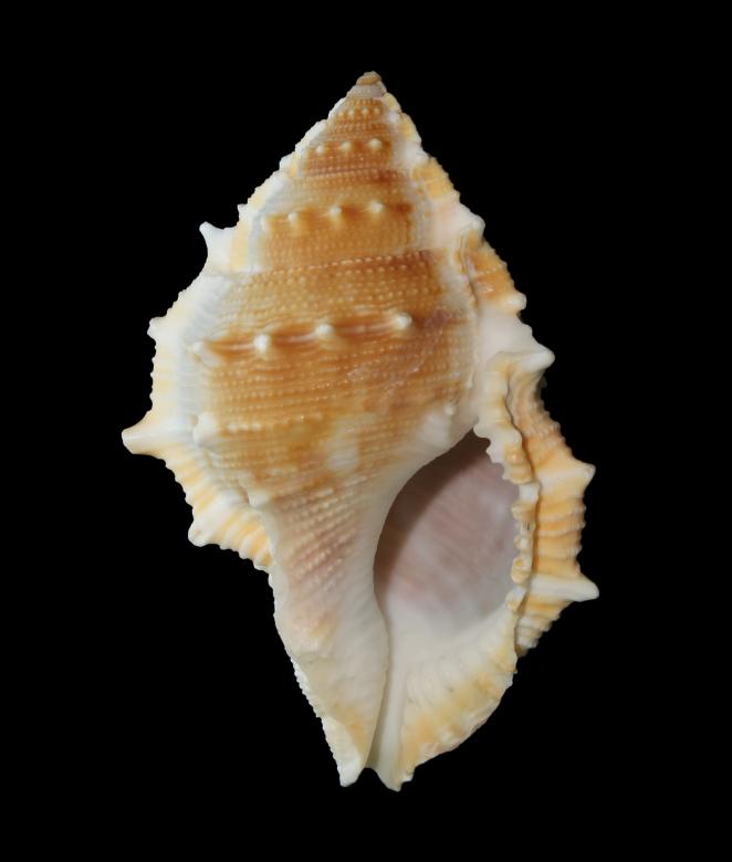 Free stock image of Sea Shell created by Pixabay