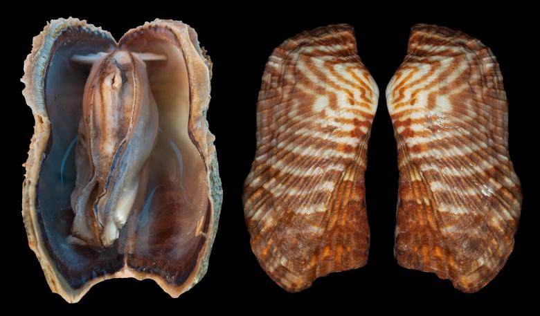 Free stock image of Sea Shell created by Pixabay