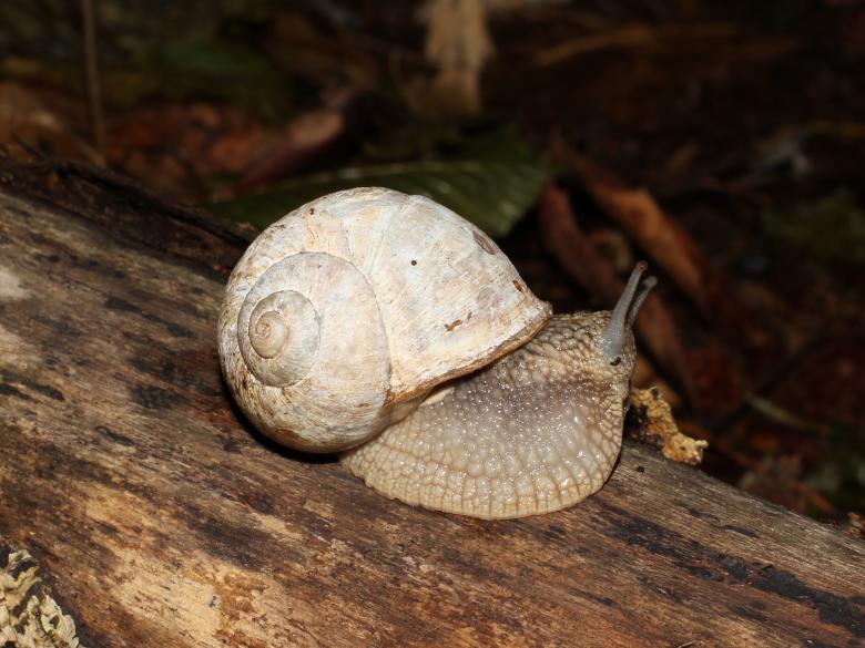 Free stock image of Snail created by Pixabay