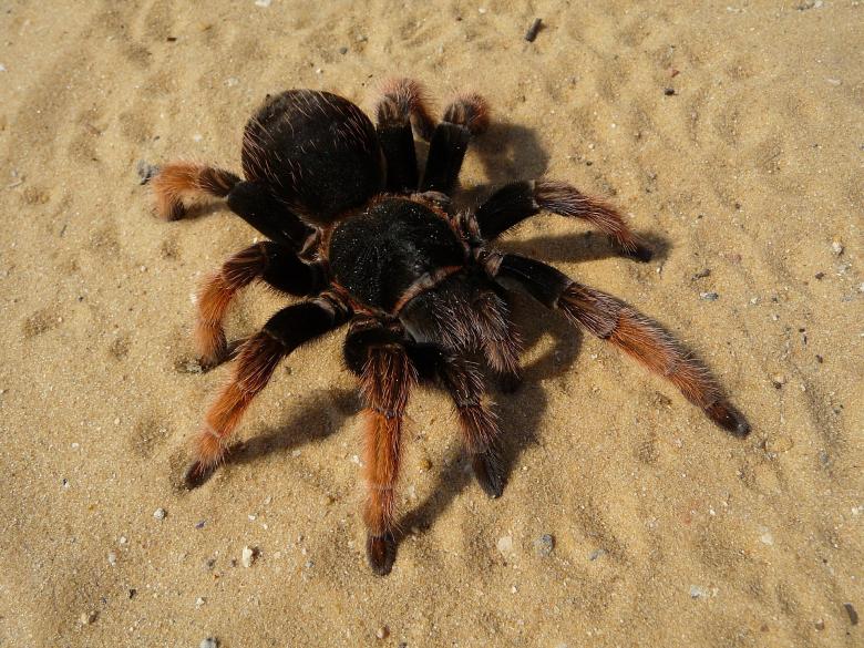 Free stock image of Tarantula Spider created by Pixabay