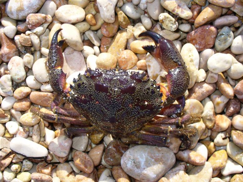 Free stock image of Warty Crab created by Pixabay
