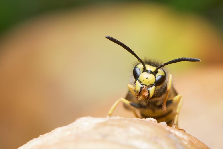 Free stock image of Wasp created by Pixabay