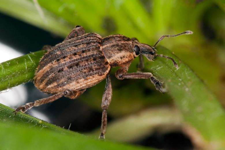 Free stock image of Weevil created by Pixabay